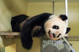 Cette naissance prochaine, à beauval, est une magnifique nouvelle pour cette espèce considérée comme « vulnérable » par l'uicn mais également pour l'ensemble des espèces menacées dans le. Bientot Un Bebe Panda Au Zoo De Beauval