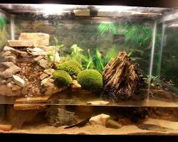 newt tankの画像