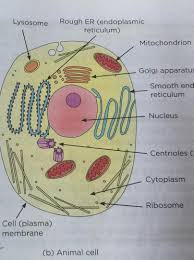 We are already aware of what a cell can do. Make Sketches Of Animal And Plant Cell State Three Difference Between Them Brainly In