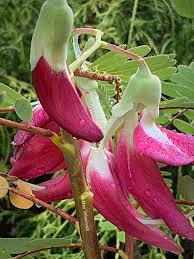 Image result for Sesbania grandiflora