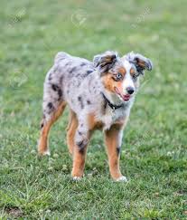I have 3 asdr female australian shepherd puppies available and ready to go now. Fausthandschuh Verfolgung Fragen Blue Merle Australian Shepherd Puppy Sind Vertraut Stout Patois