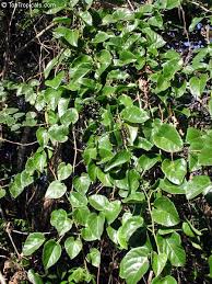 Image result for Cissus faucicola