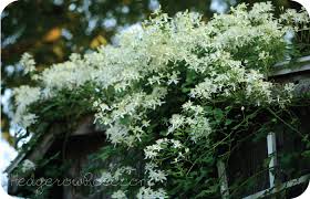 Some plants are poisonous to chickens although they are generally quite savvy about what to eat and what to avoid. Growing Clematis Terniflora Paniculata Or Sweet Autumn Clematis