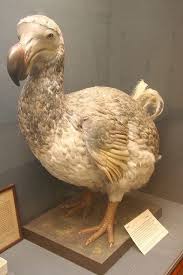 Mauritius Dodo 1690 Kus Dinozorlar Tarih Oncesi
