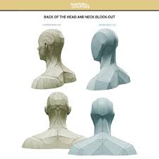 One of the functions of the neck is to act as a conduit for nerves and vessels. Artstation The Back Of The Head And Neck Anatomy For Sculptors
