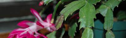 The tip of each segment is slightly curved but they can look almost straight across. Leaves Fall Off Christmas Cactus Melinda Myers