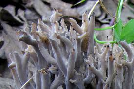 Image result for Clavulina cinerea