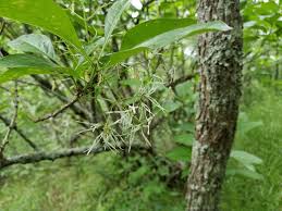 Image result for Chionanthus foveolatus