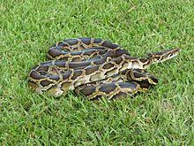 Burmese pythons have dark colored scales with brown blotches and lighter borders across their entire bodies. Burmese Python Wikipedia