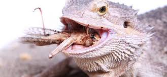 The Ultimate Bearded Dragon Care Guide For Beginners