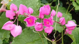 Cadena De Amor Flower Google Search In 2020 Plants