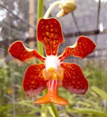 Image result for Vandellia subracemosa
