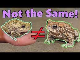 Frogs And Toads What S The Difference In 2020 Frog And Toad Frog Toad