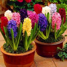 Maybe you would like to learn more about one of these? Hyacinth Bulbs Fresh Imported Buy At Seedsnpots Com