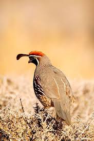 Yellow Birds Of Arizona Desert Pin On Cool Pictures