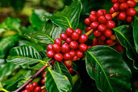 Growing s oybeans need a long, hot growing season to thrive and they don't like exposure to frost. How To Grow Coffee Beans At Home Big Blog Of Gardening