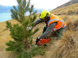 Image result for wilding pines nz