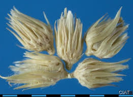 Image result for Cenchrus trisetus