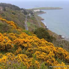 Surf fishing the oregon coast (surf perch). Furze The Yellow Flower Of The Irish Landscape