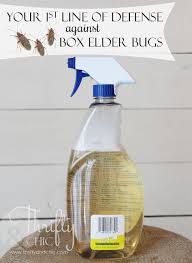 How To Rid Your House Of Those Pesky Box Elder Bugs The Safe Way Box Elder Bugs Box Elder Eucalyptus Insect Repellent