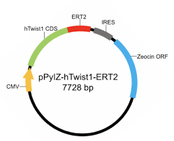 Tamoxifen is a selective estrogen receptor modulator (serm) that competitively binds to estrogen receptors on tumors and other tissue targets, producing a. Team Bm Amu Part Collection 2019 Igem Org