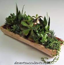 Check spelling or type a new query. 16 Best Indoor Succulents For Home Or Office