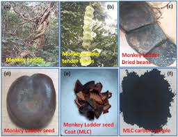 Image result for Entada gigas