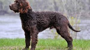 Select the breed to be taken to the list. American Water Spaniel Loving Companion Hunting Partner K9 Web