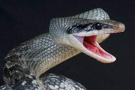 Blue Beauty Snake Orthriophis Taeniurus Callicyanous Pet Snake Most Endangered Animals Rat Snake