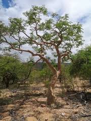 Image result for Albizia tanganyicensis