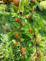 Yield:very productive and is a heavy bearer. Hosui Asian Pear Tree 4 Painting By Jeelan Clark