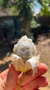 Image result for Salacia luebbertii