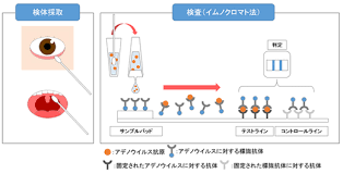 *新しい感染者数は、過去 3 日間以内における、完全なデータが収集された直近の 1 日について報告されたものです. ãƒ—ãƒ¼ãƒ«ã«æ½œã‚€ã‚¦ã‚¤ãƒ«ã‚¹ ã‚¢ãƒ‡ãƒŽã‚¦ã‚¤ãƒ«ã‚¹ æ±é‚¦å¤§å­¦åŒ»ç™‚ã‚»ãƒ³ã‚¿ãƒ¼å¤§æ£®ç—…é™¢ è‡¨åºŠæ¤œæŸ»éƒ¨