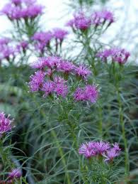 Iron Butterfly Narrow-leaf Ironweed - Van Wilgen's Garden Center