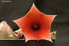 Image result for Huernia levyi