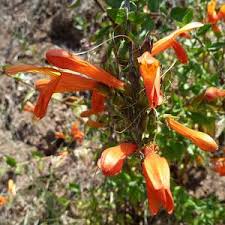 Image result for Parquetina calophylla