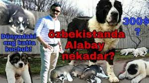 See more ideas about alabai dog, dogs, dog breeds. Alabay Narxlari Youtube