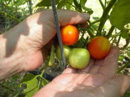 Don't buy cheap plastic tools if you can avoid it. 6 Secrets To Urban Gardening With No Yard Off The Grid News
