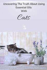 Garlic and onions while humans might appreciate their meat cooked with these aromatic vegetables, they are actually harmful to cats and dogs. Uncovering The Truth About Using Essential Oils With Cats Essential Oils Calming Essential Oils Essential Oils Aromatherapy