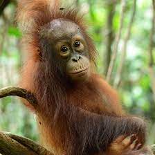 The orangutan shares no less than 97 percent of its dna with humans. Mary The Orangutan Project