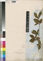 Image result for Feretia