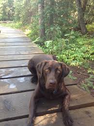 Our Chocolate Lab Kelbi Taking A Break On A Hike Cutestdogever Chocolatelab Lab Puppies Cutest Dog Ever Cute Animal Quotes