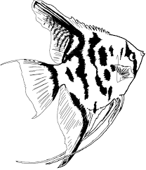 Maybe you would like to learn more about one of these? Gambar Lukisan Ikan Hitam Putih Cikimm Com