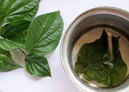 Khasiatnya bisa dimanfaatkan untuk kesehatan, kecantikan, atau keperluan rumah. Biasakan Minum Air Rebusan Daun Sirih Mulai Sekarang Jika Tak Ingin Hal Mengerikan Ini Mengintai Tubuh Anda Semua Halaman Sajian Sedap