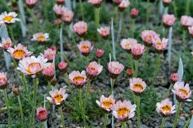 Botanischer Garten Botgarten Twitter