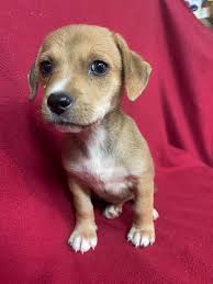 Beware of dachshund rescue scams