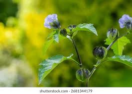 Image result for Nicandra