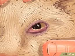 When people come into contact with a cat to which they are sensitive, they may experience a wide range of symptoms, from eye irritation and swelling, or minor sniffling and sneezing, to potentially. How To Diagnose Seasonal Allergies In Cats With Pictures