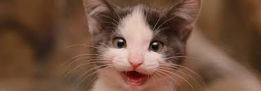 If a loose baby tooth remains in place after a few. Kitten Teething Expected Age How You Can Help Hill S Pet