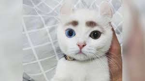 Cute Baby Animals Are The Best Corona Cure Youtube